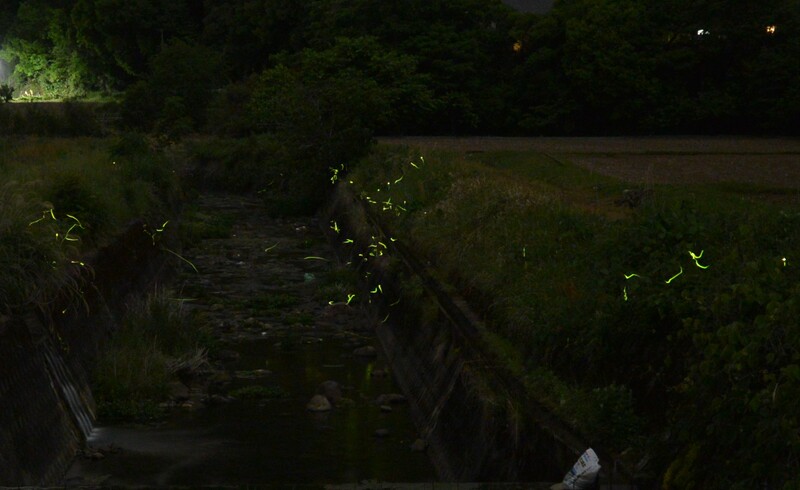 2025年5月8日　内野川湯尻橋から撮影したほたるの写真