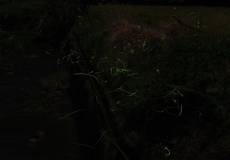 たくさんの蛍が飛んでいる様子